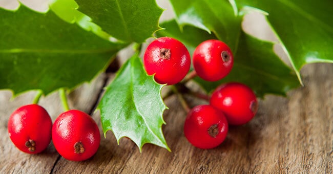 L'agrifoglio ti protegge dalla febbre