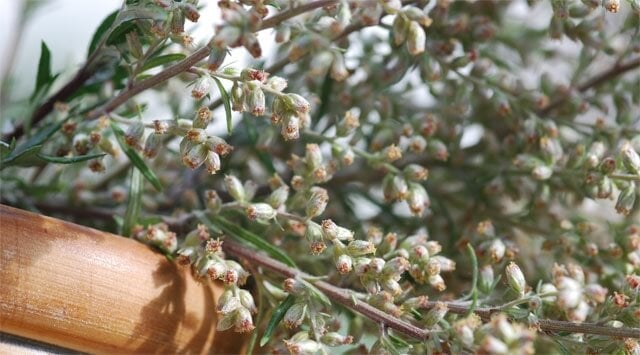 L’aspirina naturale chiamata genepì