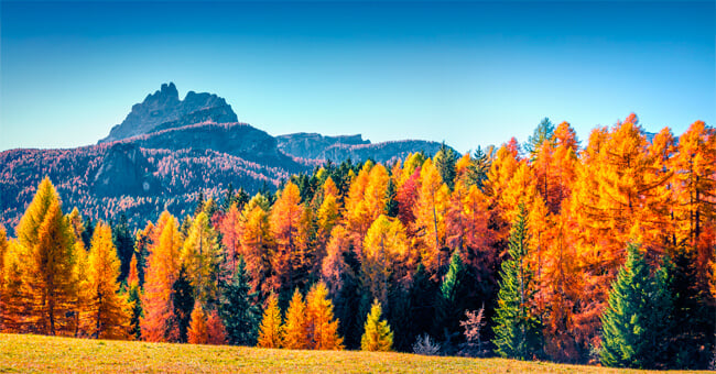 Il larice: un tesoro di essenze