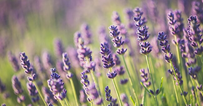 Lavanda, proprietà e benefici di una pianta mille usi