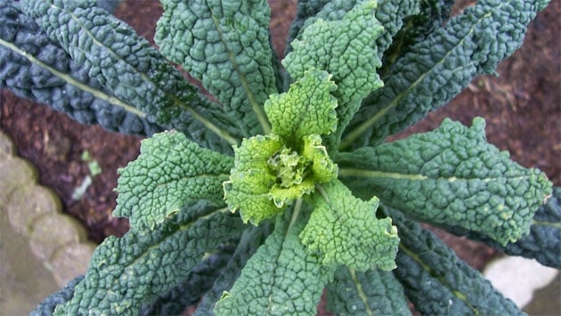 Le proprietà del cavolo nero