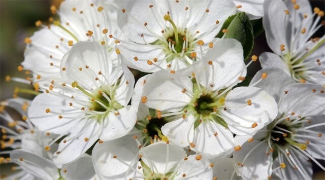 Le virtù del biancospino