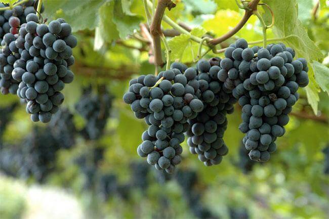 Linea perfetta grazie all'uva!