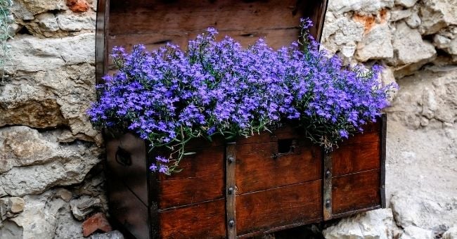 Libera le vie respiratorie con la lobelia omeopatica