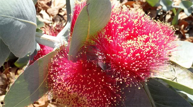 Macrocarpa, il tonico naturale che ti serve