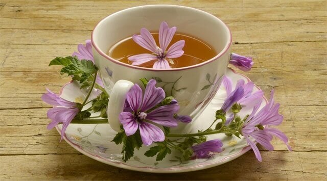 Malva, la regina d’ inverno