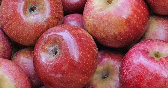 Mela annurca campana, l’arma in più contro il colesterolo cattivo