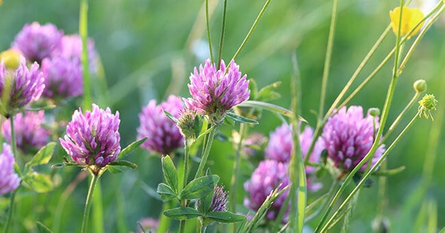 Menopausa serena con il trifoglio rosso, dioscorea e magnesio