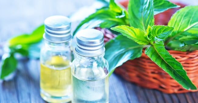 Menta curativa: proprietà, principi, controindicazioni