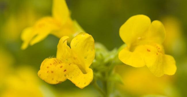 Se ti senti insicura prova Mimulus
