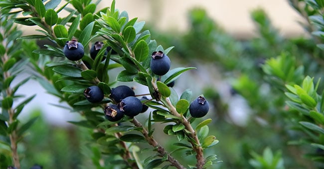 La fragranza del mirto ti libera da germi e tossine
