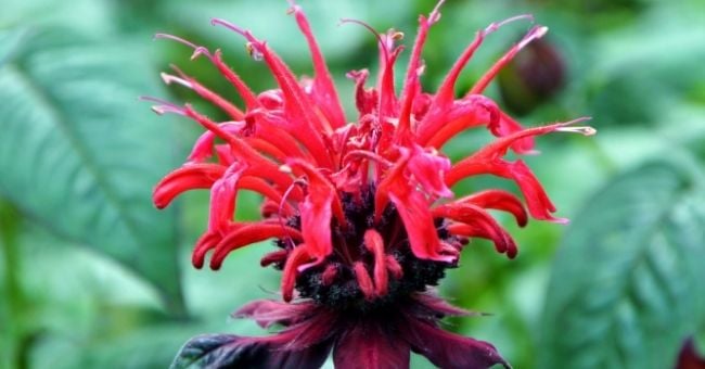 Allontana le zanzare... Con la monarda!