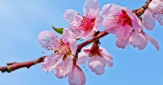 Raffaele morelli: il profumo dei fiori che fa rinascere l'anima