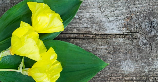 Olio di enotera, tutte le virtù dell'alleato delle donne