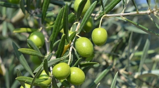 Olive, il rimedio della vitalità