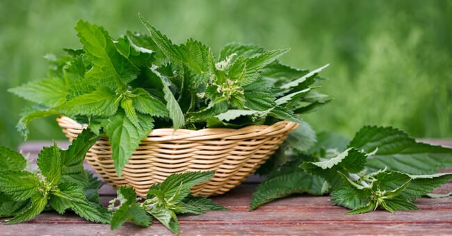 Per le artriti di primavera ci vuole l’ortica