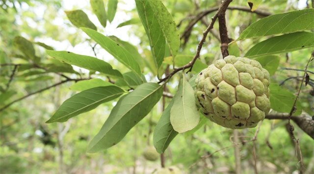 Pancreas in affanno? Lo aiutano le erbe giuste