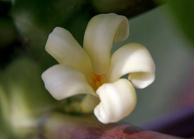 Paw paw rimette a posto intestino e concentrazione