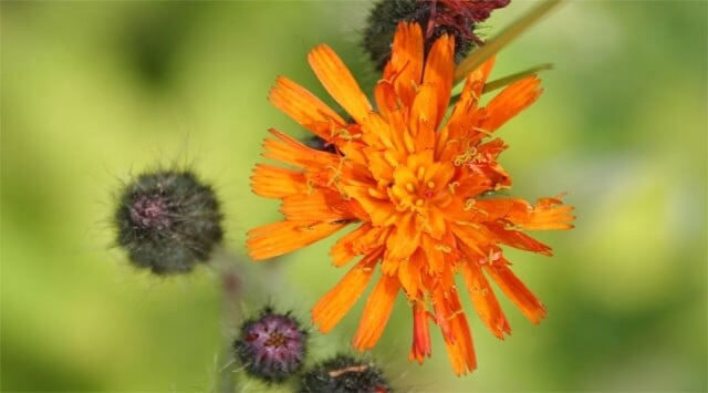 Pilosella, il super drenante naturale