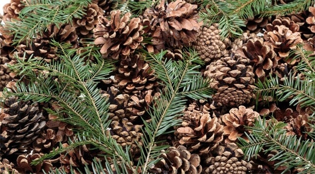 Pino, la pianta che scalda e protegge