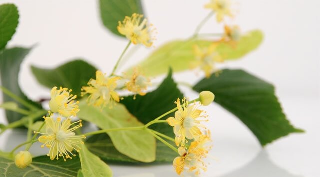 Pressione in equilibrio grazie al tiglio