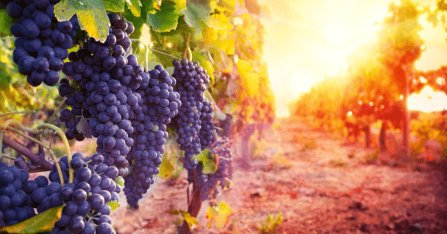 Le proprietà dell'uva