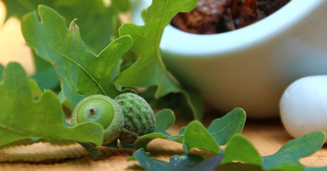 Quercia: l'antinfiammatorio naturale
