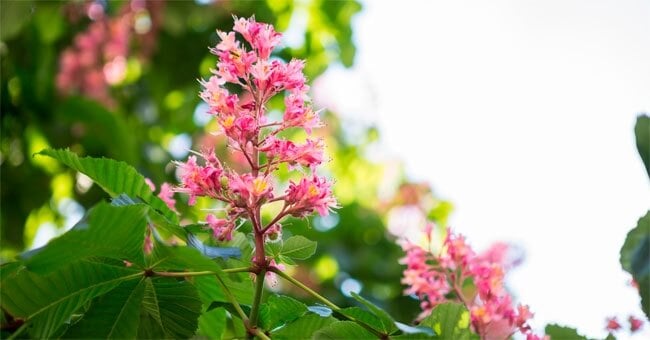 Red chestnut, il fiore di bach che rasserena