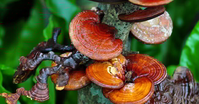 Reishi: proprietà, benefici e modi di utilizzo