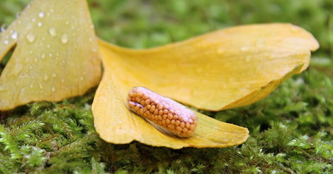 Rigenera il cervello con i rimedi naturali