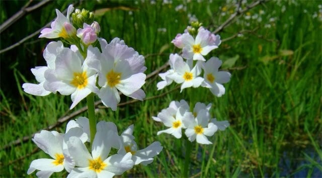 Rigida e contratta? Prova water violet