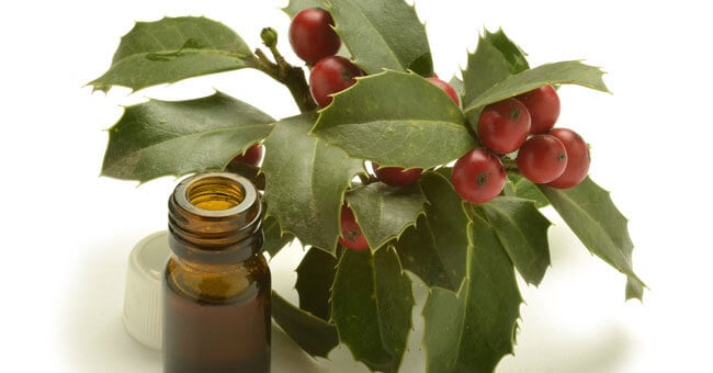 Rusco, il rimedio che protegge vene e microcircolo