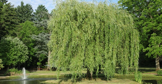 Corteccia di salice: cura febbre, dolori e infiammazioni