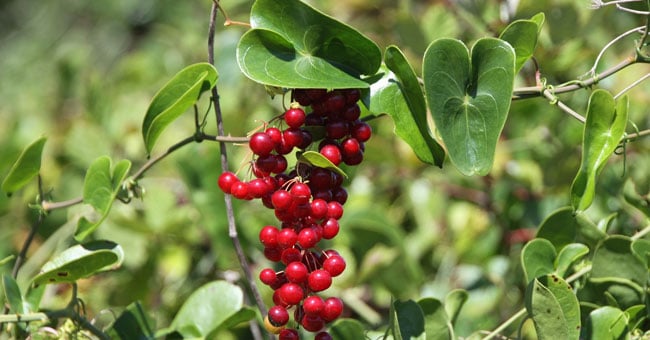 Salsapariglia, il diuretico che contrasta influenza e infiammazioni