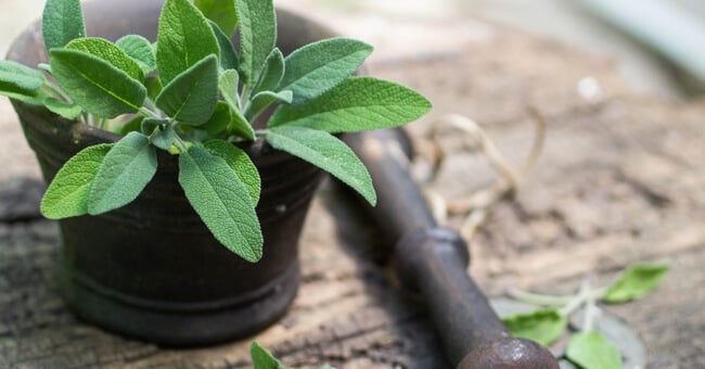 Gli incredibili benefici della salvia