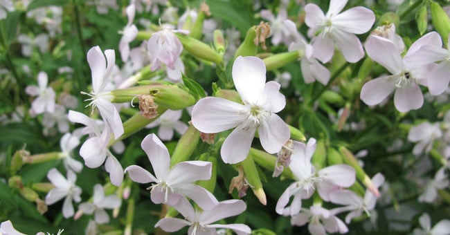 Saponaria officinalis, un concentrato di proprietà detergenti e depurative