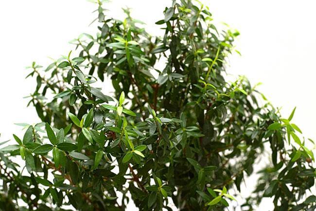 Scopri il Mirto contro tosse e raffreddore