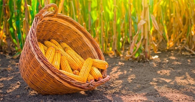Scopri tutte le virtù del mais