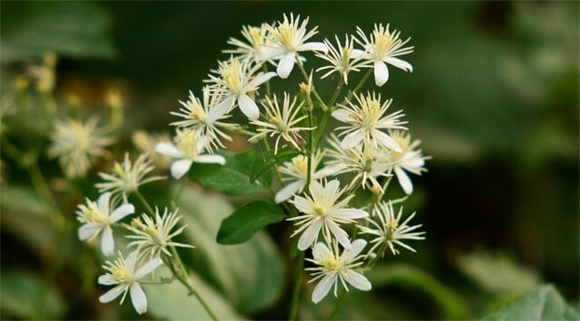 Se ti senti a terra, prova clematis