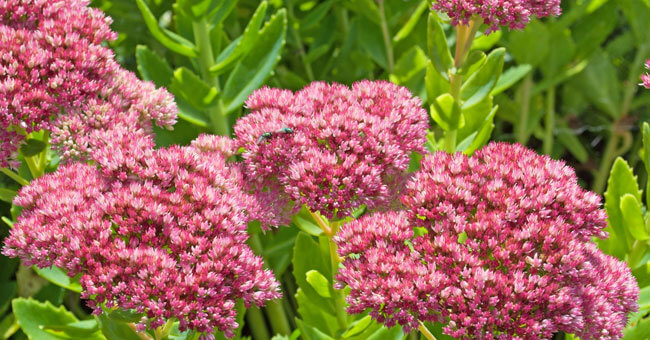 Sedum telephium, ripara la cute lesa e infiammata