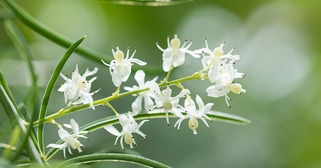 Shatavari, la pianta delle donne
