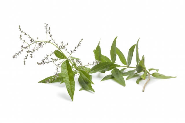 Stress e infiammazioni? Prova Vervain