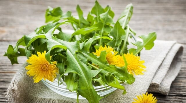 Superdifese con l'insalata di tarassaco