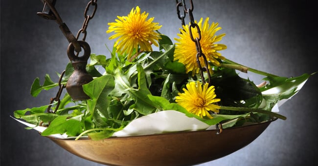 Tarassaco: proprietà e benefici di un'erba dai mille usi