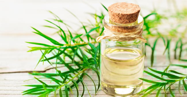 Tea tree oil, il disinfettante verde per le mani e l’aria di casa
