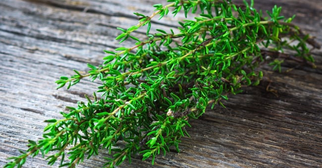 Il timo: l’erba aromatica ideale per la tua cucina di benessere