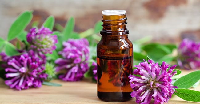 Trifoglio rosso proprietà, principi attivi e modi d'uso