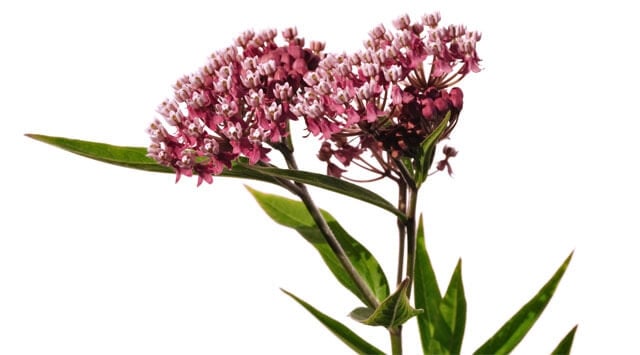 Un fiore che placa la voglia di dolce