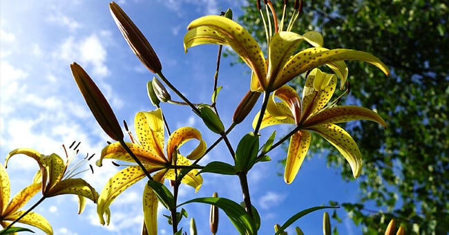 Le vampate della menopausa ti irritano? C'è l'omeopatia