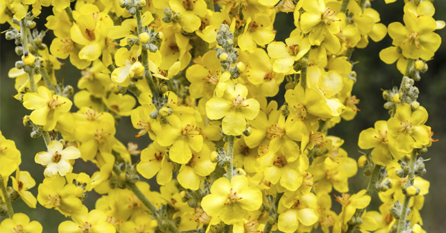 Con il verbasco prepari un infuso dai mille usi